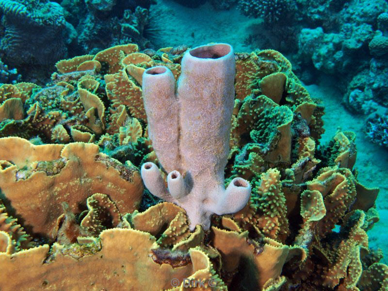 diving jordan red sea