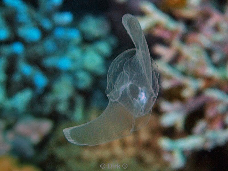 diving jordan red sea