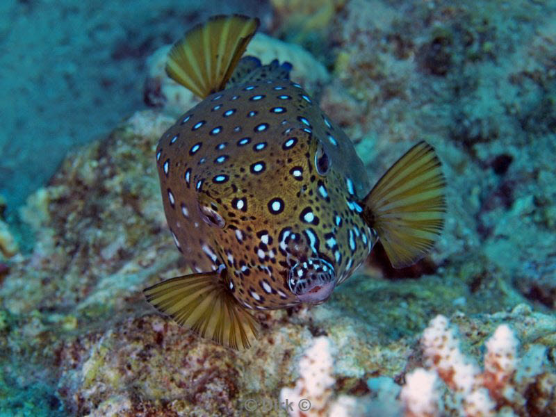 diving jordan red sea