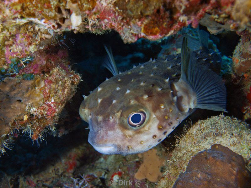 diving jordan red sea