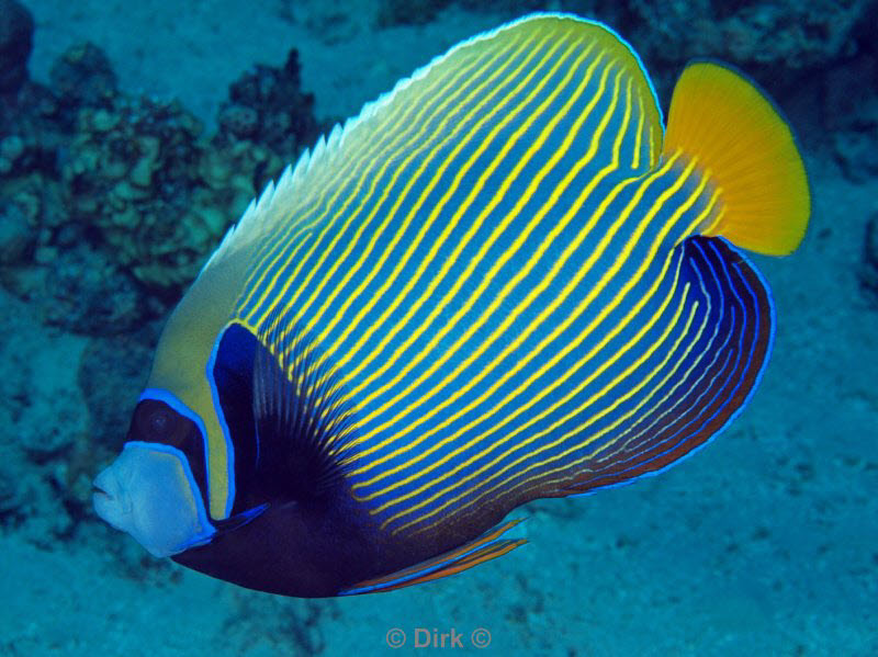 diving jordan red sea