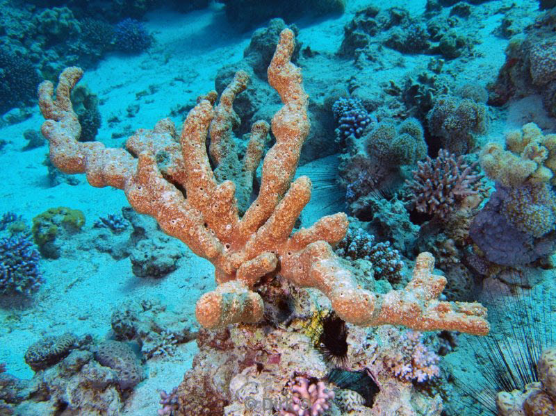 diving jordan red sea