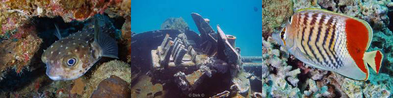 jordan aqaba diving red sea