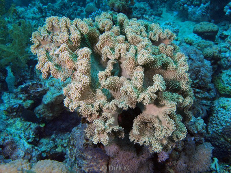 diving jordan red sea