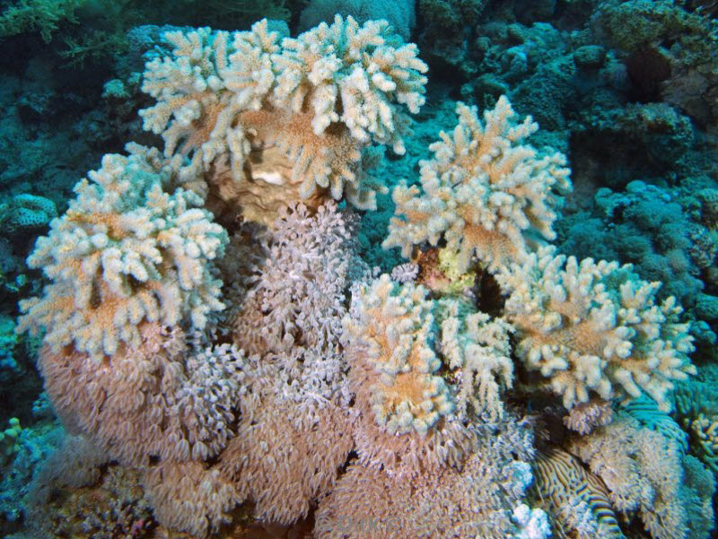 diving jordan red sea