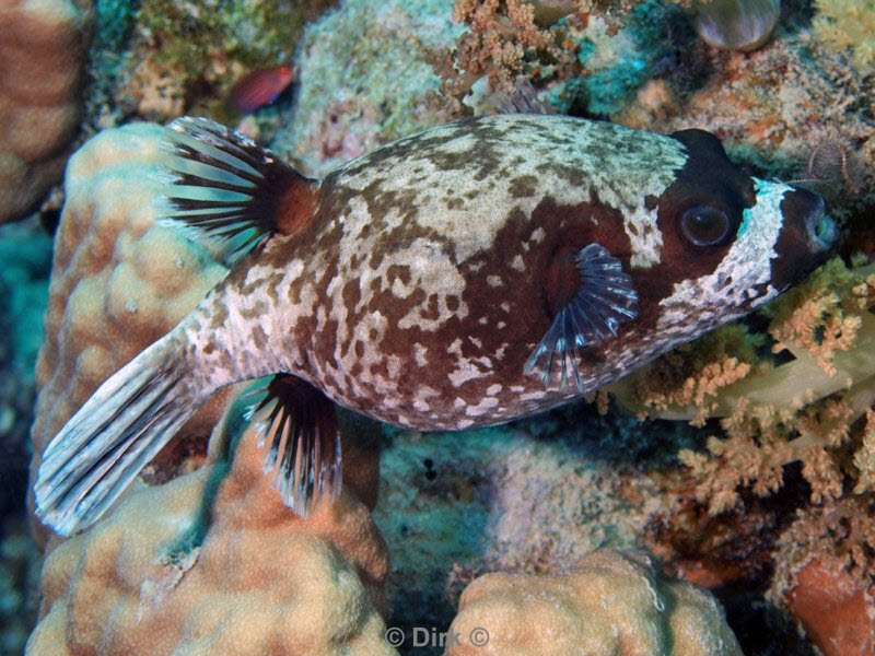 diving jordan red sea