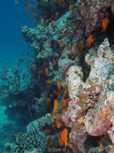 diving jordan red sea