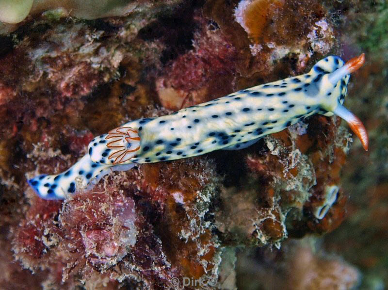 diving jordan red sea