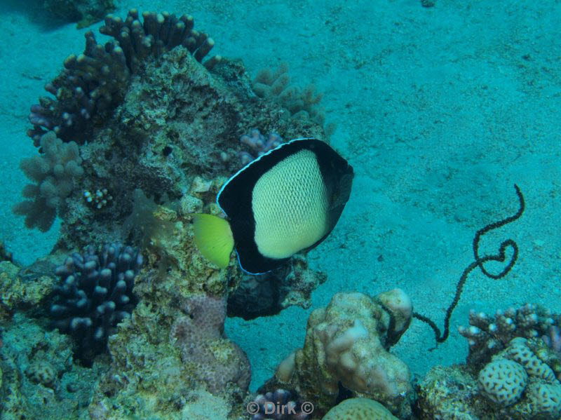 diving jordan red sea