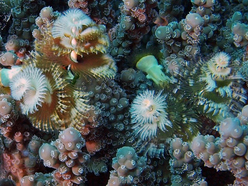 diving jordan red sea