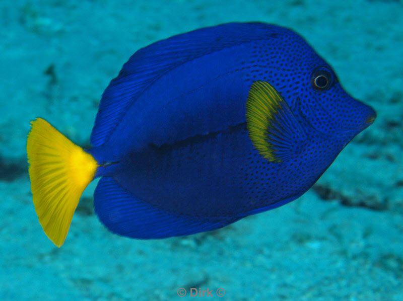 diving jordan red sea