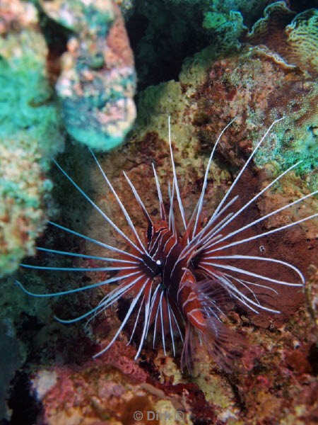 diving jordan red sea