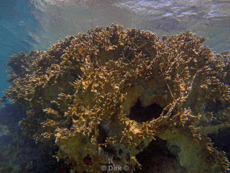 diving jordan red sea