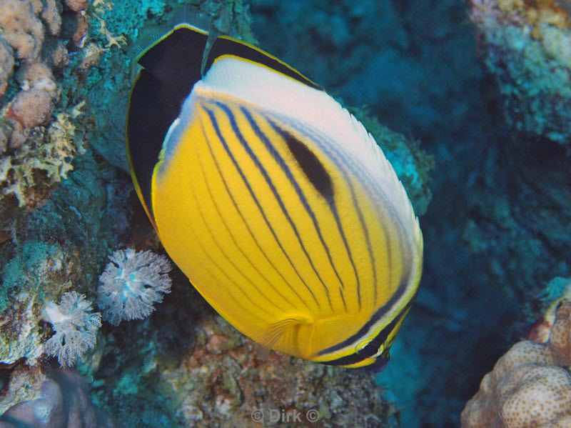 diving jordan red sea