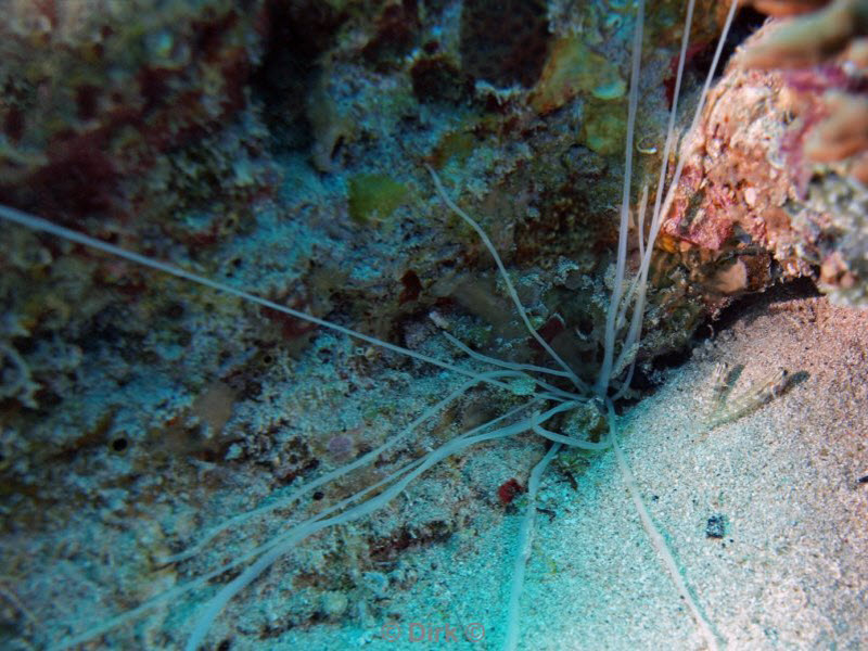 diving jordan red sea