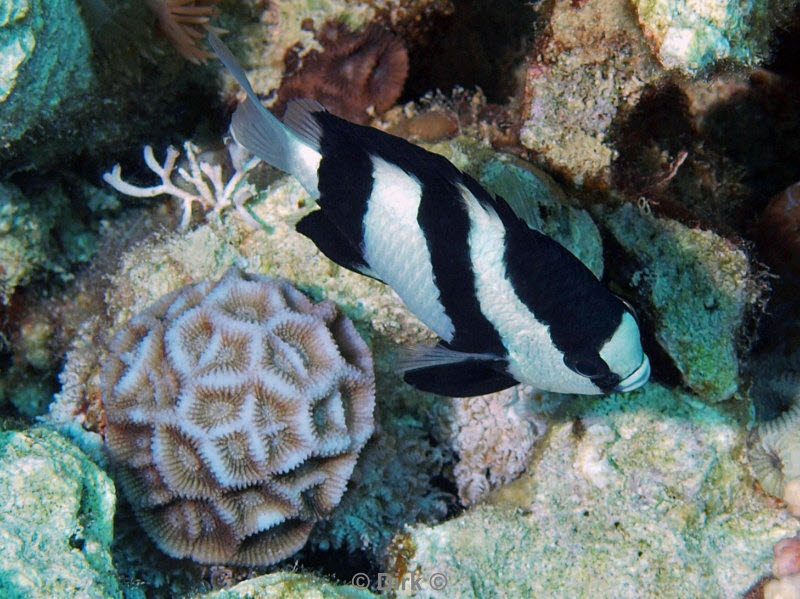 diving jordan red sea