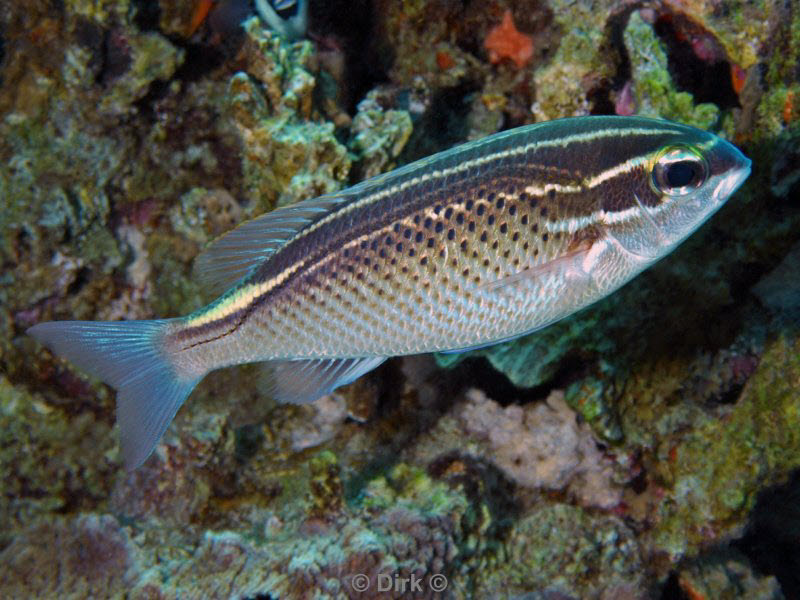 diving jordan red sea