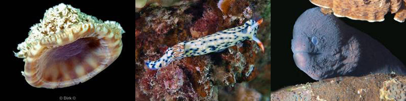 jordan aqaba diving red sea