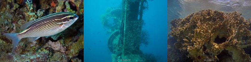 jordan aqaba diving red sea