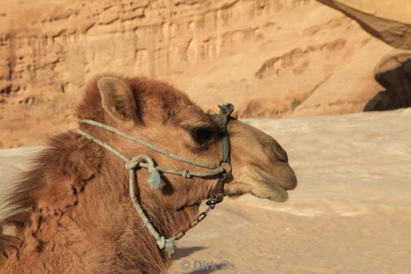 jordanie woestijn wadi rum