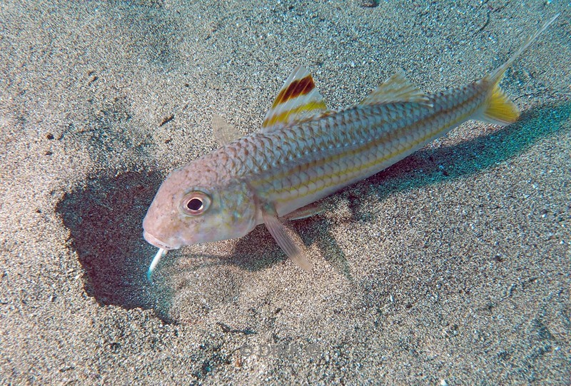 duiken lanzarote playa chica