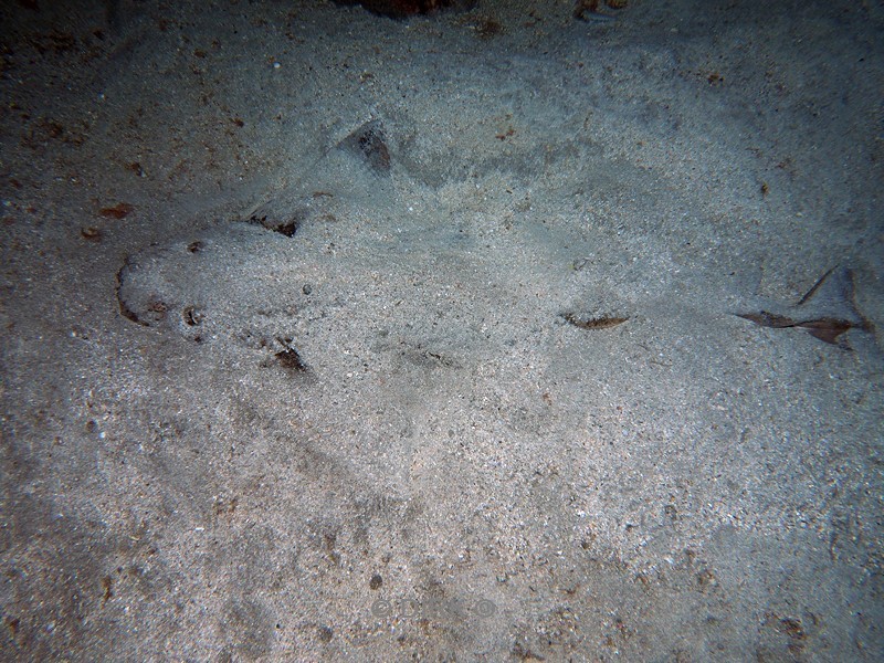 duiken lanzarote playa chica