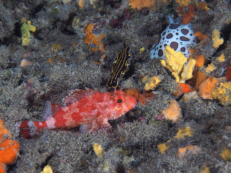 duiken lanzarote playa chica