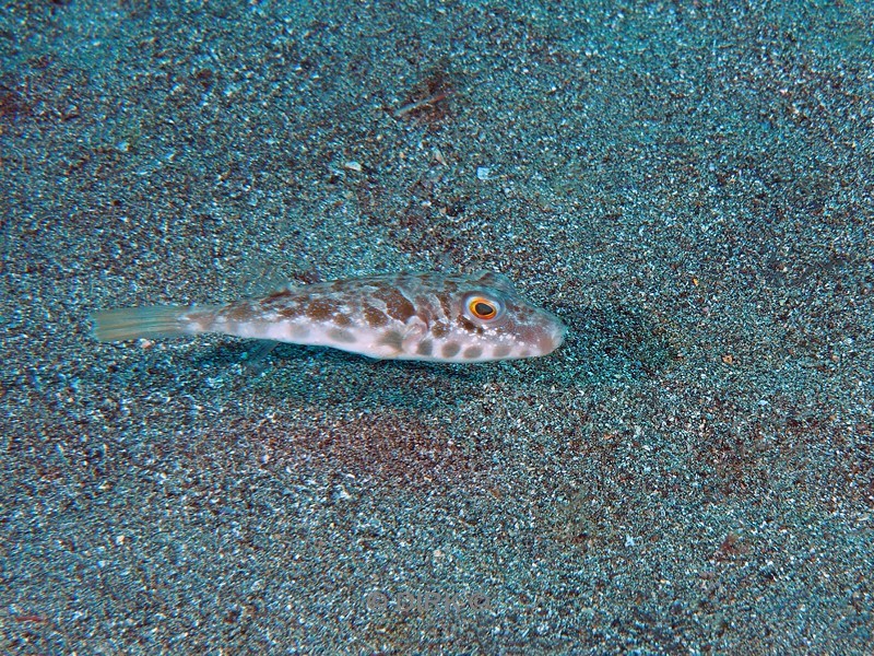 duiken lanzarote playa chica