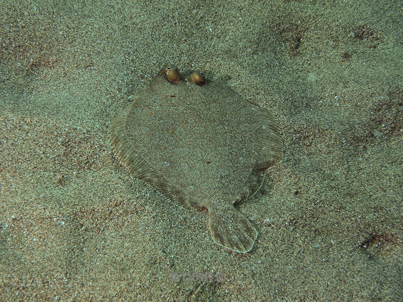 duiken lanzarote playa chica