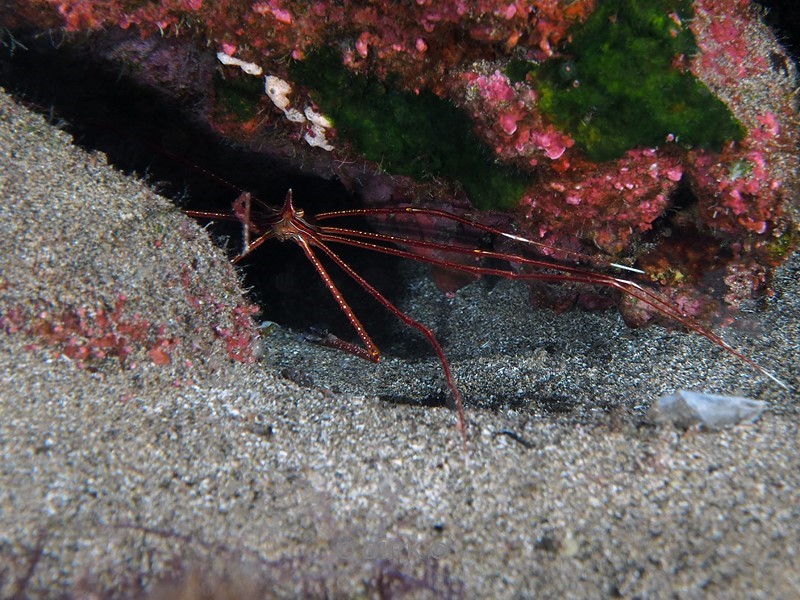 duiken lanzarote playa chica