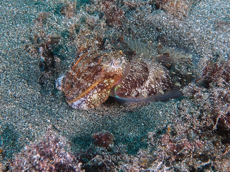 duiken playa blanca lanzarote