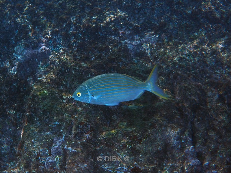 duiken playa blanca lanzarote