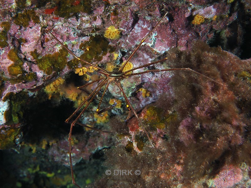 duiken lanzarote playa chica