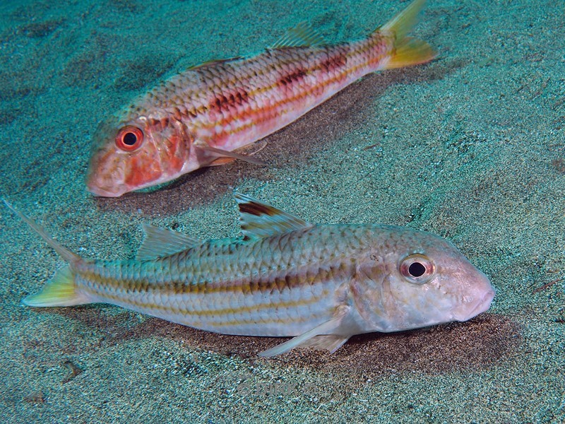 duiken playa blanca lanzarote