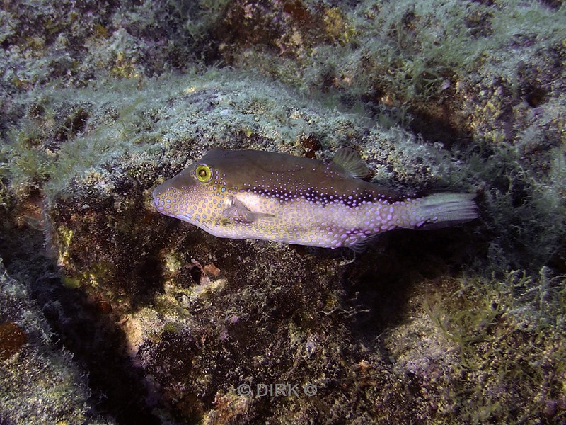 duiken lanzarote playa chica