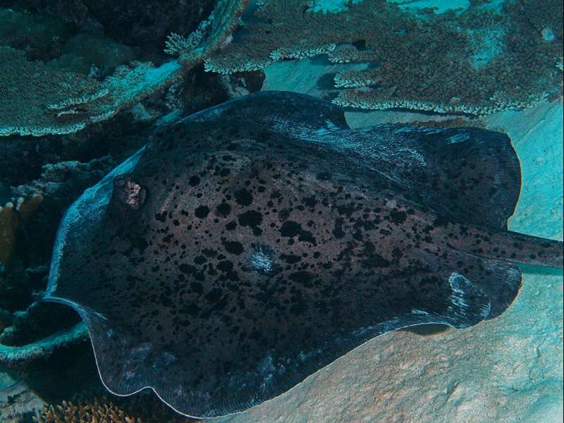 diving maldives blotched fantail ray