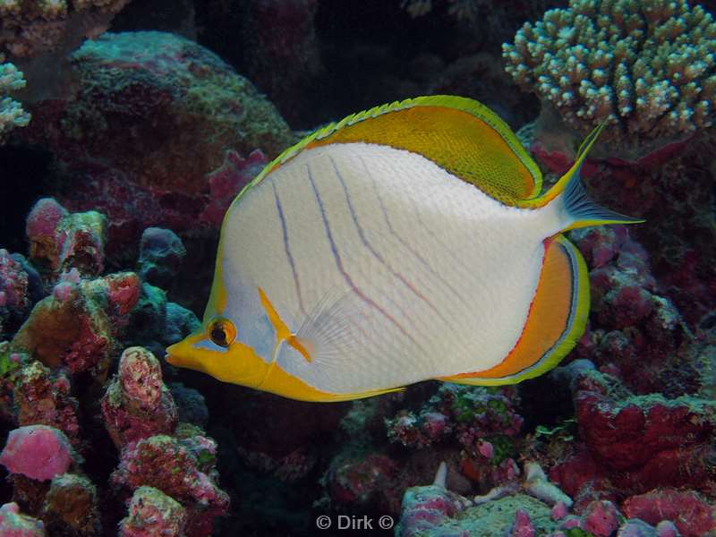 diving maldives butterflyfish