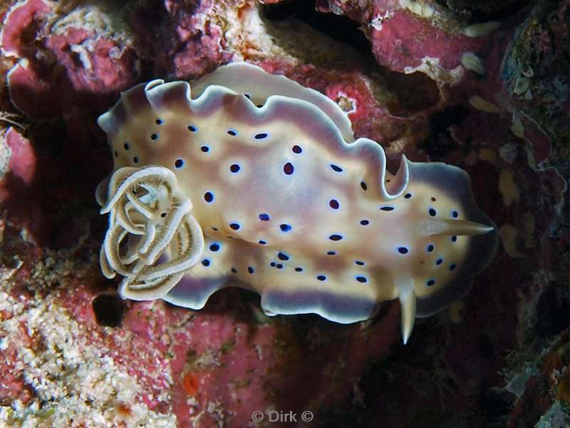 duiken malediven chromodoris tritos