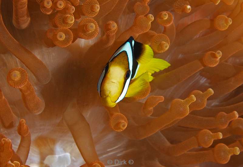 duiken malediven clarks anemonefish