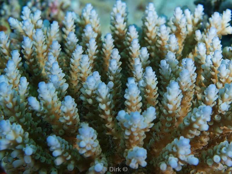 diving maldives coral