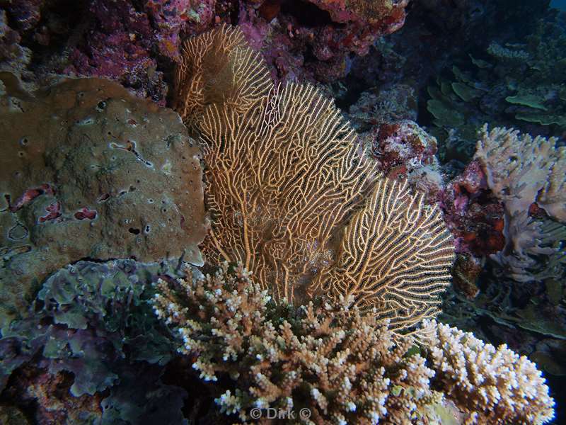 duiken malediven coral