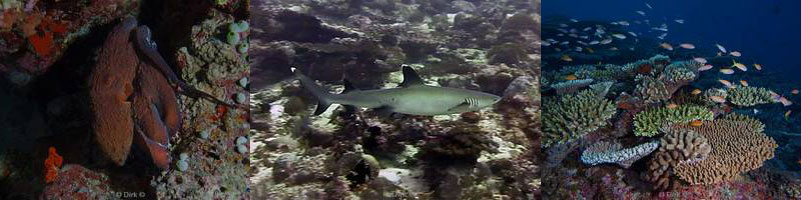 diving maldives indian ocean