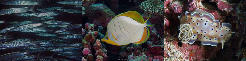 diving maldives indian ocean