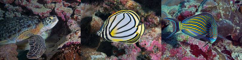 diving maldives indian ocean