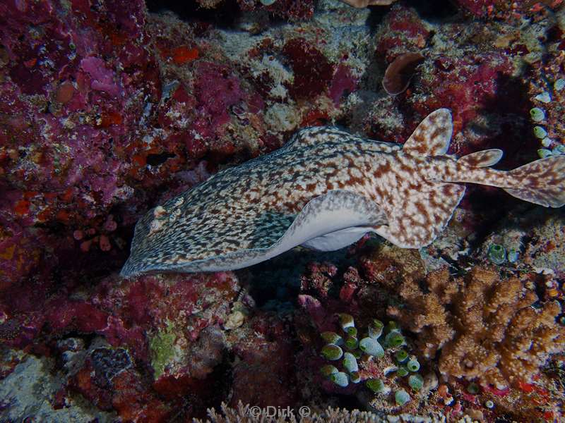 diving maldives electric ray