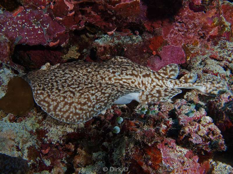 diving maldives electric ray