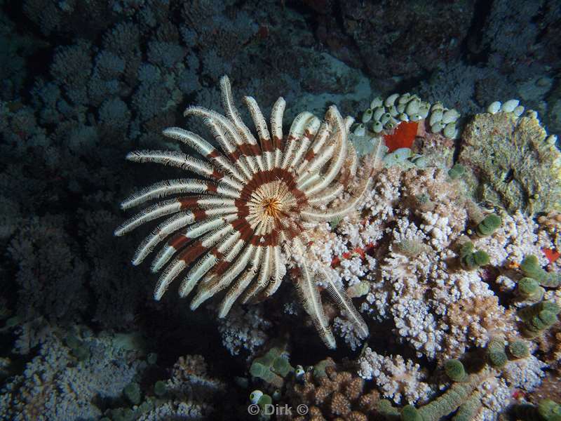 duiken malediven feather star