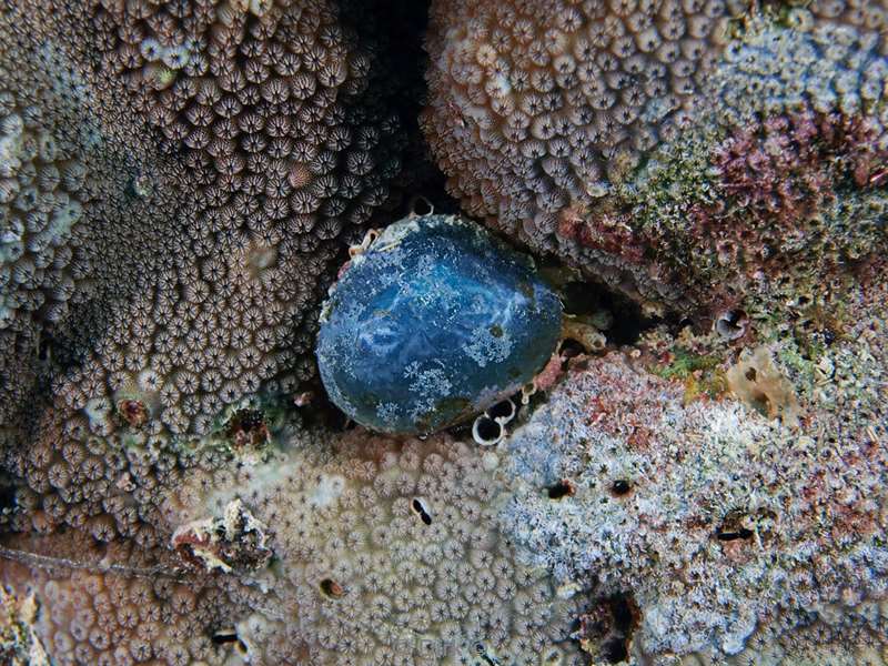 diving maldives fisherman eye