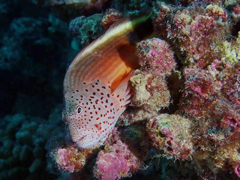 duiken malediven forsters hawkfish