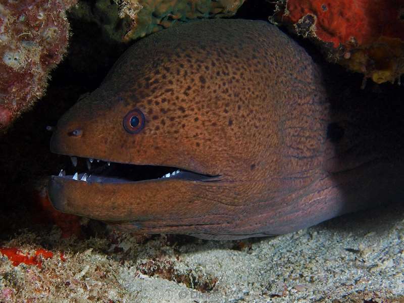 diving maldives gaint moray